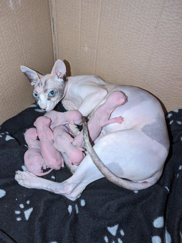 Preview of the first image of Sphynx kittens ready now.