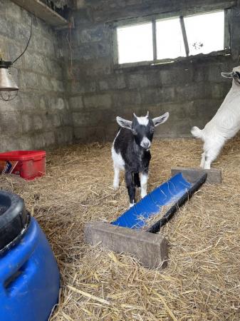 Image 1 of Pygmy goat kids for sale