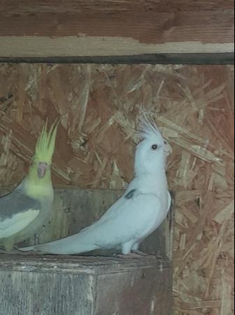 Image 2 of breeding pair of cockatiels, white faced male