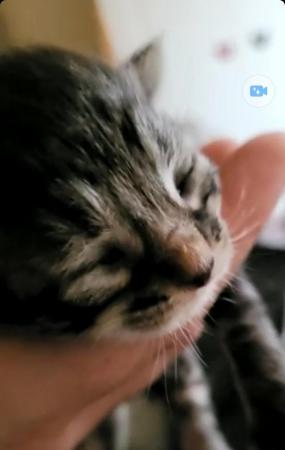 Image 6 of 1 fluffy black Kitten left needing forever home