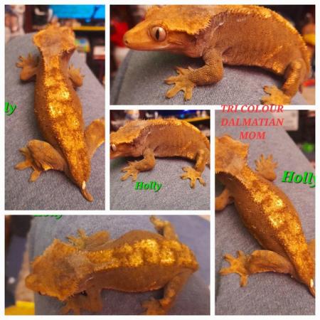 Image 4 of Dash pin flame crested gecko