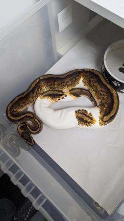 Image 6 of Whole collection of royal pythons for sale