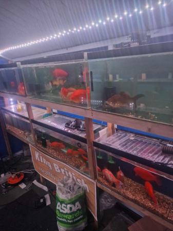 Image 2 of Extra Large goldfish  and ghost koi for rehome