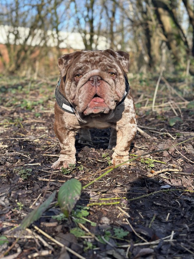Preview of the first image of STUD Chocolate Merle English Bulldog.