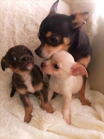Image 2 of Adorable KC reg female chihuahua puppies.