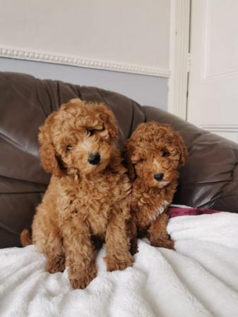 Image 6 of KC Reg Stunning Red Miniature Poodle Puppies