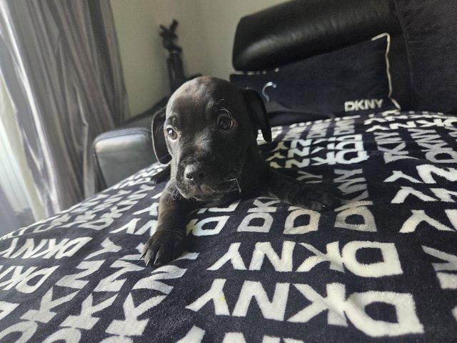 Ready to Go Patterdale Terrier Puppies — photo 4 of 4