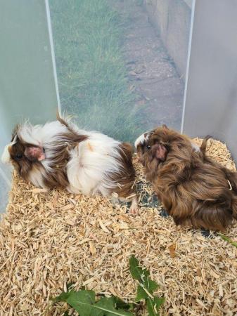 Image 13 of Adorable baby Guineapig's for sale.