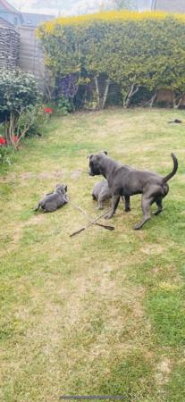 Image 6 of KC registered blue staff puppies