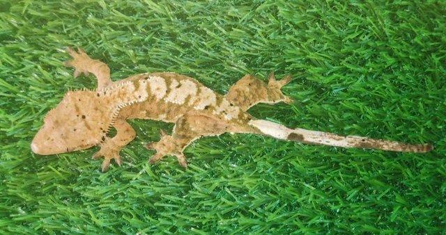 Image 3 of Cb23 Crested Geckos & Chameleon Geckos For Sale