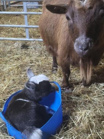 Image 3 of Pygmy goat kids. Horned & disbudded available