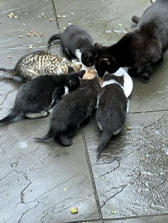 Image 1 of 9 week old kittens need loving new homes