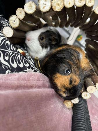 Image 2 of Two Male guinea pigs 1 and a half years old for sale