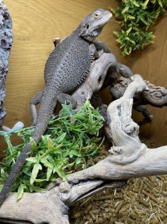 Image 13 of Wide Variety of Lizards Available