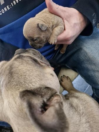 Image 12 of KC Registered French Bulldog Puppies
