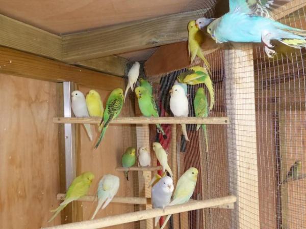 Image 3 of YOUNG BUDGIES FOR SALE BOTH SEXES