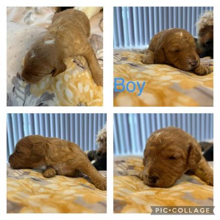 Image 1 of Toy cavapoo’s for saleready to leave august