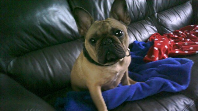 Image 4 of french bulldog female for sale