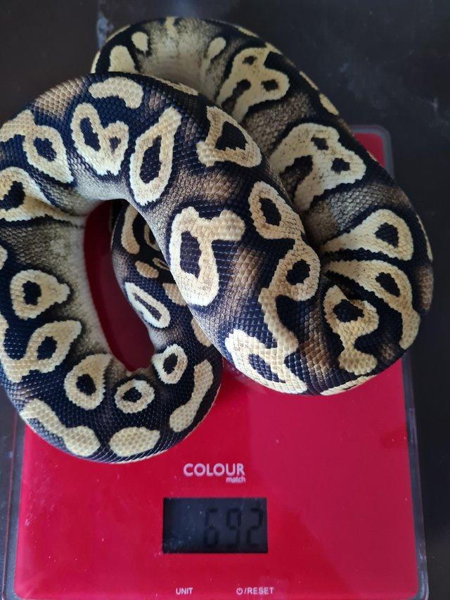 Preview of the first image of Female pastel phantom or mojave royal python.