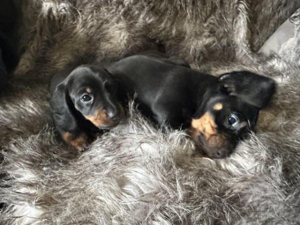 Image 10 of Dachshund pups ready to leave now!!