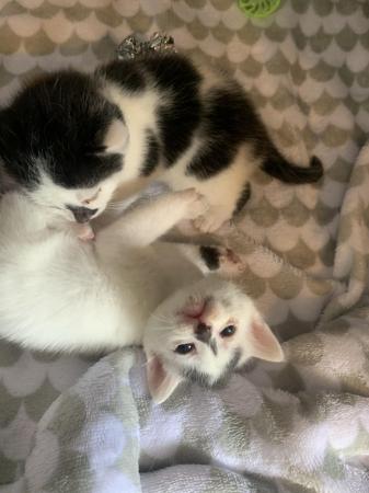 Image 1 of 3 kittens for sale male and female