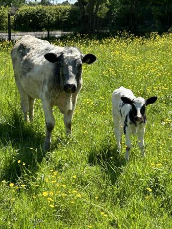 Image 1 of Young organic heifer with heifer calf at foot.