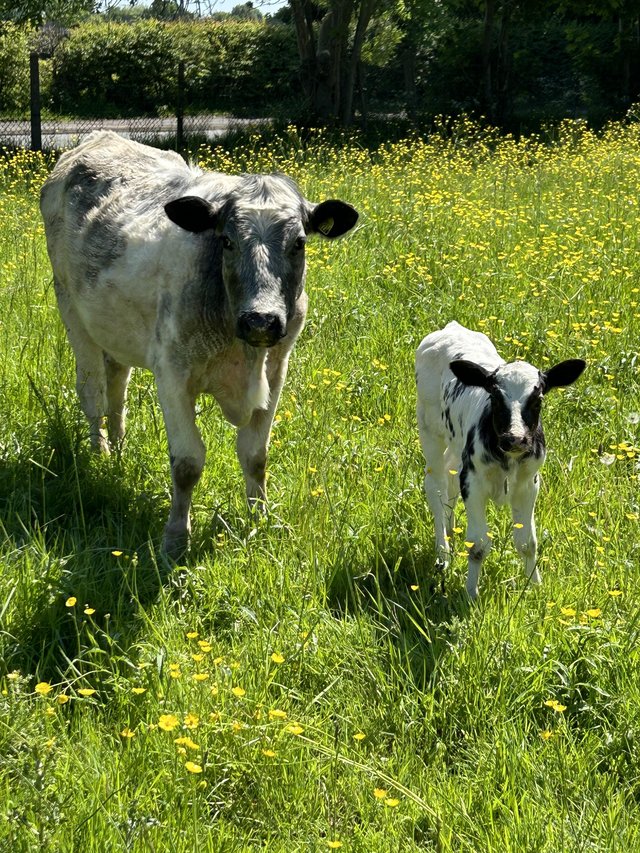 Preview of the first image of Young organic heifer with heifer calf at foot..