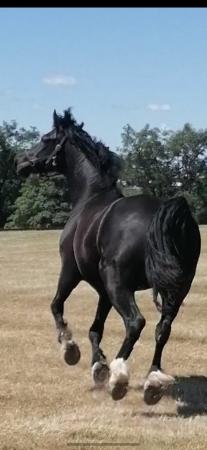 Image 2 of Stunning welsh D black gelding