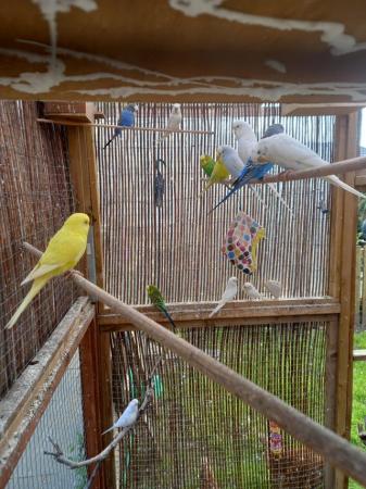 Image 2 of Colourful baby budgies for sale