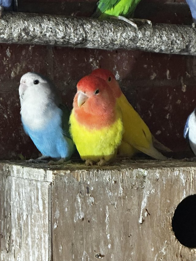 Preview of the first image of Fisher and peach face Lovebirds for sale.