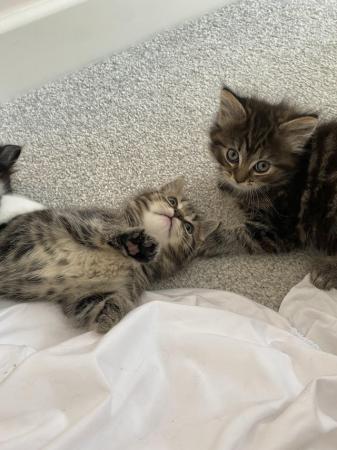 Image 23 of Playful kittens seeking loving homes