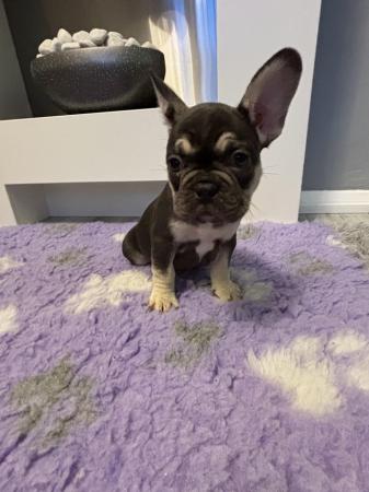 Image 12 of Last one left ready today  KC REG French bulldog puppies