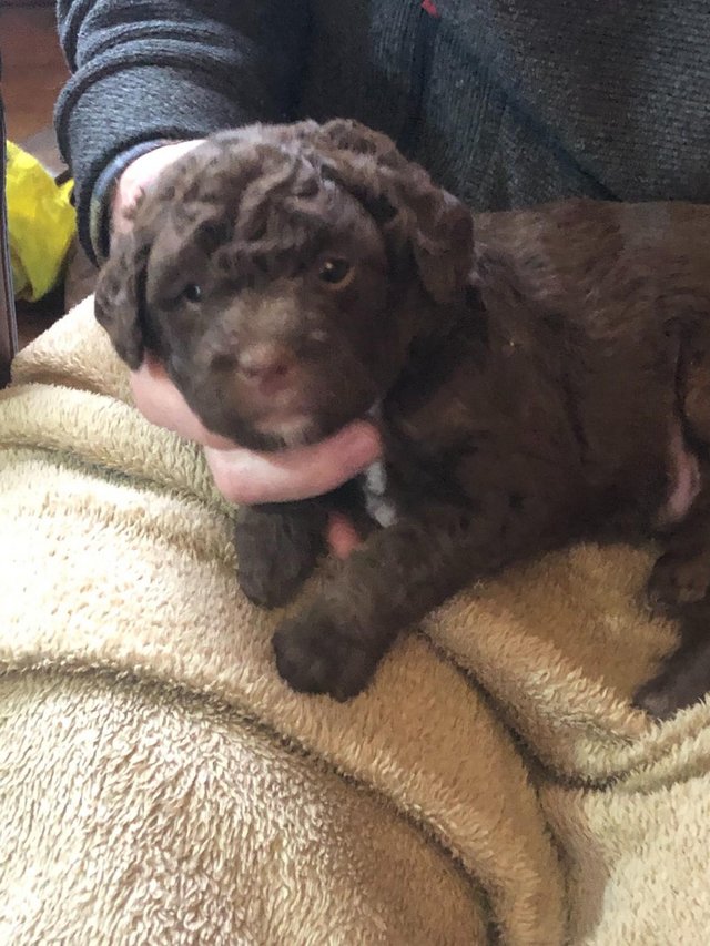 House trained puppies for sale sales near me