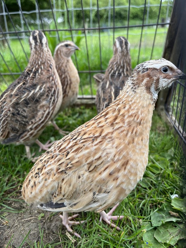 Preview of the first image of Female Japanese Quails for sale.