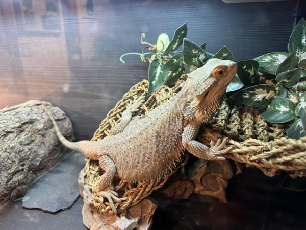 Image 2 of Bearded Dragon with full set up for sale