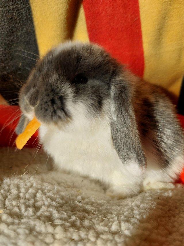 Preview of the first image of ALL SOLD Beautiful mini lop babies for sale.