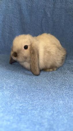 Image 7 of Pure bred mini lop bunny boy