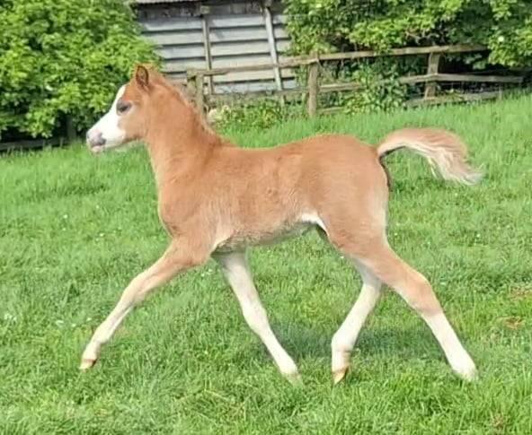 Preview of the first image of Welsh Section B Colt Foal FOUR WHITE SOCKS.