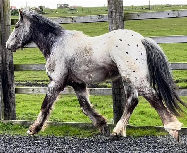 Preview of the first image of 2Years Old Appaloosa x Cob Gelding To Make 15:2.