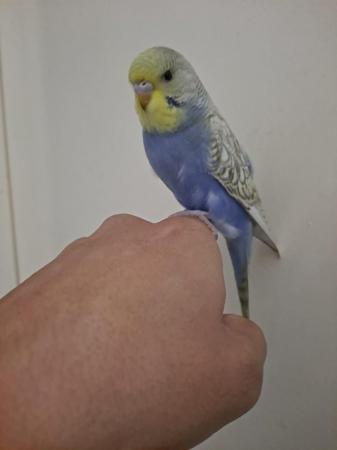Image 3 of Silly hand tamed baby budgies for sale