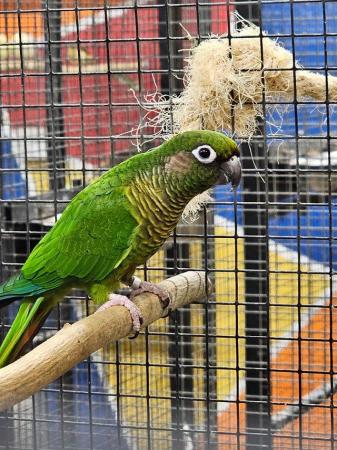Image 5 of Amazing colourful chirping conures available