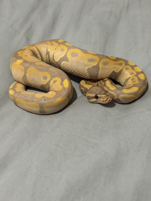 Preview of the first image of Male Banana 100% het Pied Royal python cb23.