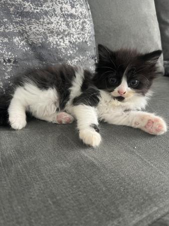 Image 2 of 2 black and white mixed breed Kittens