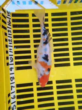 Image 4 of KOI POND FISH HEALTHY AND STRONG 8 INCH
