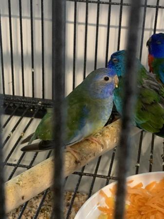 Image 4 of Splendid parakeets and Elegant parakeet