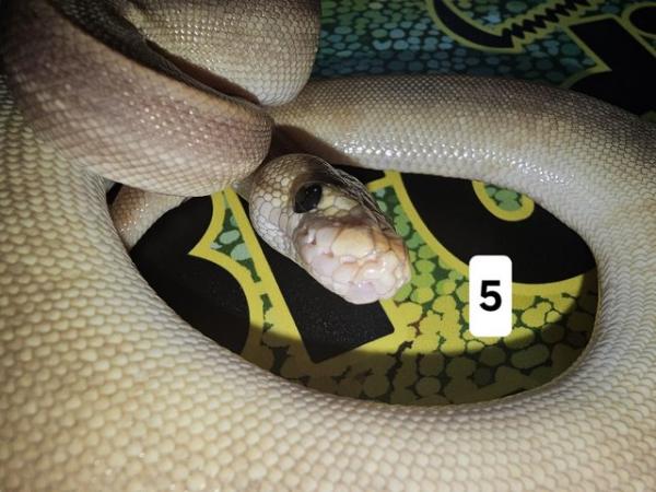 Image 10 of Lots of Beautiful Baby Royal Pythons