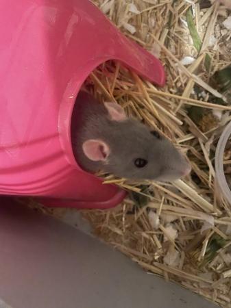 Image 1 of Silly tame female rat. Comes with setup