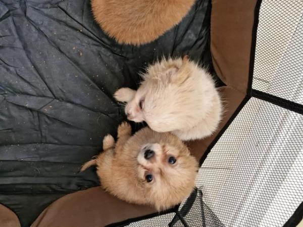 Image 2 of 3x Male Pomchi Puppies for Sale!