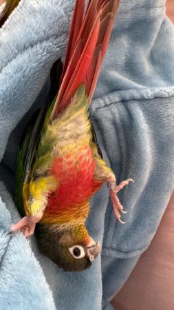 Image 1 of Handreared baby conures Various different mutations availablee