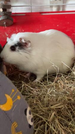 Image 1 of Two adult guinea pigs (male and female) plus three babies